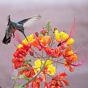 Hummingbird At Work Poster