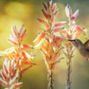 Hummingbird Breakfast Is Served Poster