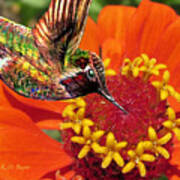 Hummingbird Delight Poster
