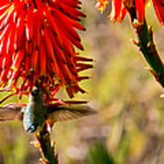 Hummingbird Feeding Poster