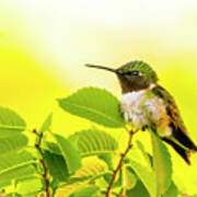 Hummingbird Fluffing Up His Feathers Poster