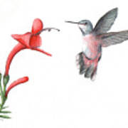Hummingbird Ii Poster