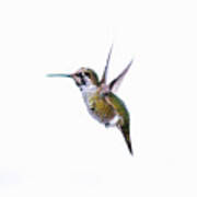 Hummingbird In Flight Poster