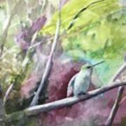 Hummingbird In The Garden Poster