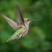 Hummingbird Poster