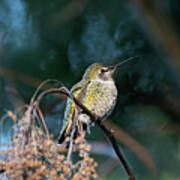 Hummingbird On Blue Poster