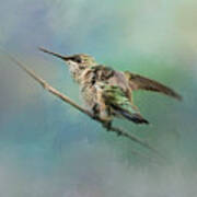 Hummingbird On Mint Poster