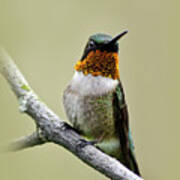 Hummingbird Portrait Poster