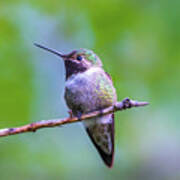 Hummingbird Portrait Poster