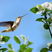 Hummingbird Springtime Poster