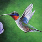 Hummingbird Poster