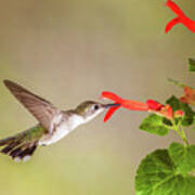 Hummingbird Poster