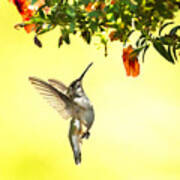 Hummingbird Under The Floral Canopy Poster