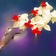 Hummingbird With Flowers Poster