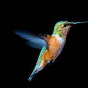 Hummming Bird Poster