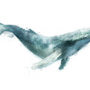 Humpback Whale From Whales Chart Poster