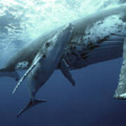 Humpback Whale and Calf Poster