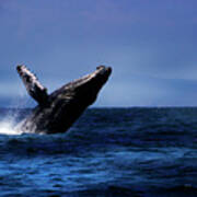Humpback Whale Breaching Near Puerto Lopez, Ecuador X Poster