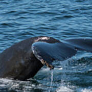 Humpback Whale Tail 4 Poster