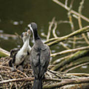 Hungry Pied Shag Chicks Poster