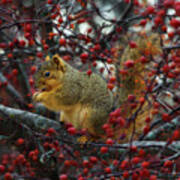 Hungry Squirrel - Squirrel Dining On  Brilliant Red Crabapples In Late Autumn Poster