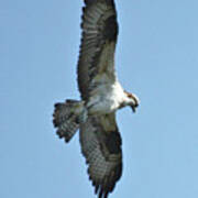 Hunting Osprey Poster