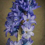 Hyacinth Poster