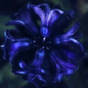 Hyacinth Poster