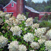 Hydrangea And Red Barn Poster
