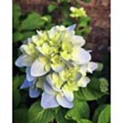 Hydrangea #whatsblooming #flowers Poster