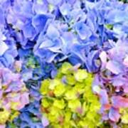 Hydrangeas En Masse Poster