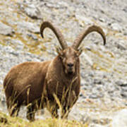 Ibex - 2 - French Alps Poster