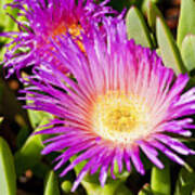 Ice Plant Blossom Poster