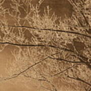 Ice Storm Branches - Black Poster