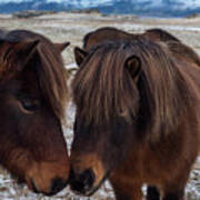 Icelandic Horses Couple Poster