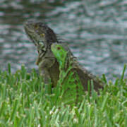 Iguana Pair Poster