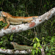 Iguana Pair Poster