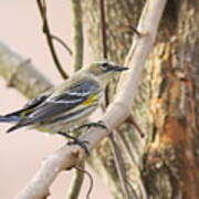 Img_0008-003 - Yellow-rumped Warbler Poster