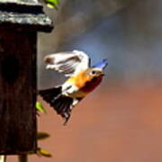 Img_1853-002 - Eastern Bluebird Poster