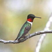 Img_2020 - Ruby-throated Hummingbird Poster