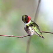 Img_4504-002 - Ruby-throated Hummingbird Poster