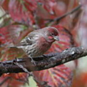 Img_6988 - House Finch Poster