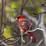 Img_8199 - Northern Cardinal Poster