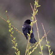 Img_9699-001 - Red-winged Blackbird Poster