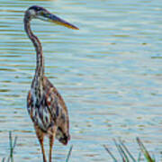Immature Great Blue Heron Poster