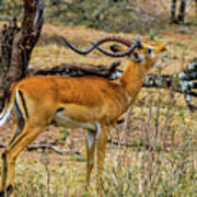 Impala On The Serengeti Poster