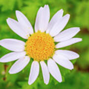Imperfectly Perfect White Daisy Poster