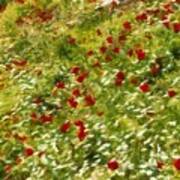 Impressionist Poppies Poster