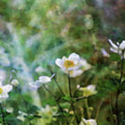 Impressionist White Flowers In The Garden 4765 Idp_2 Poster