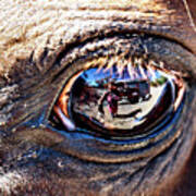 In The Eye Of A Horse Is A Reflection Of Me Poster